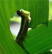 Caterpillar Eating Leaf