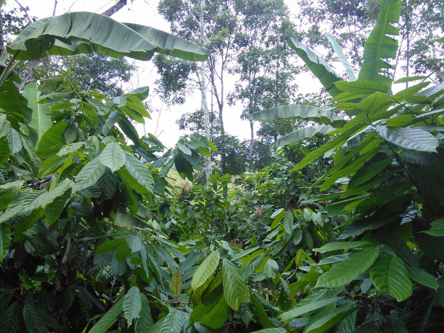 Cocoa in An Agroforestry Syste [IMAGE] EurekAlert! Science News Releases