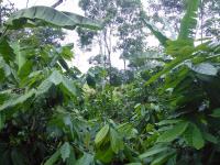 Cocoa in An Agroforestry System in Nicaragua