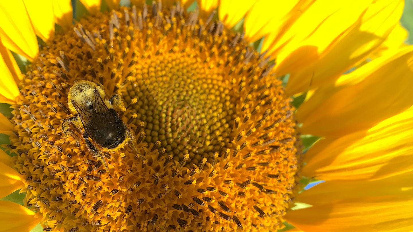 Sunflower Pollen Has Medicinal Effect on Bees