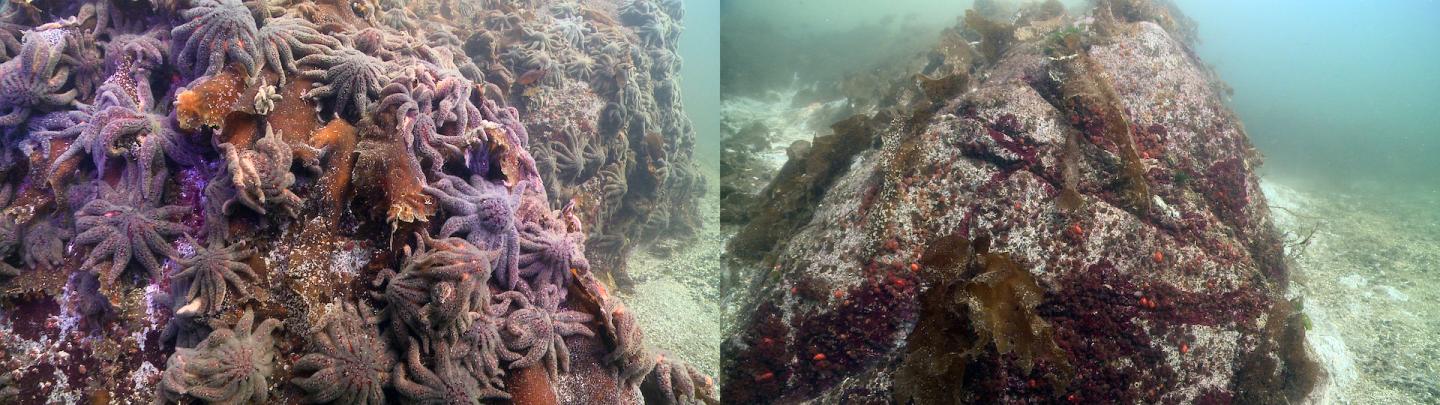 Key Sea Star Predator Wiped Out by Disease and Abnormally Warm Waters (3 of 5)