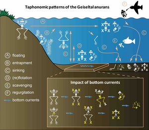 The taphonomy of the Geiseltal frogs at a glance.