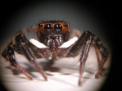 To Gauge Distance, Jumping Spiders See Green (1 of 7)