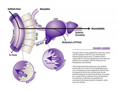 Gefinitib-Liver Illustration