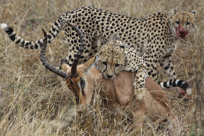 cheetahs preying upon an impala
