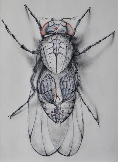 Illustration of the Circuit Controlling Sexual Receptivity