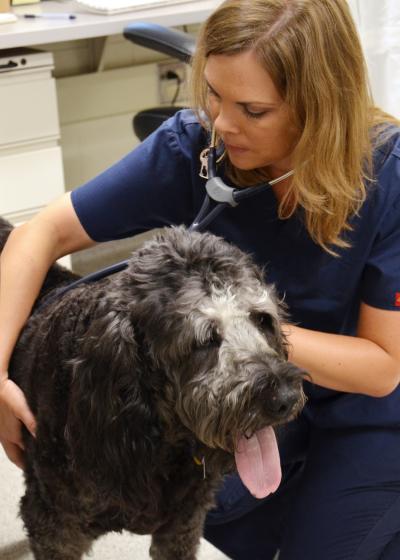 Veterinary Checkup