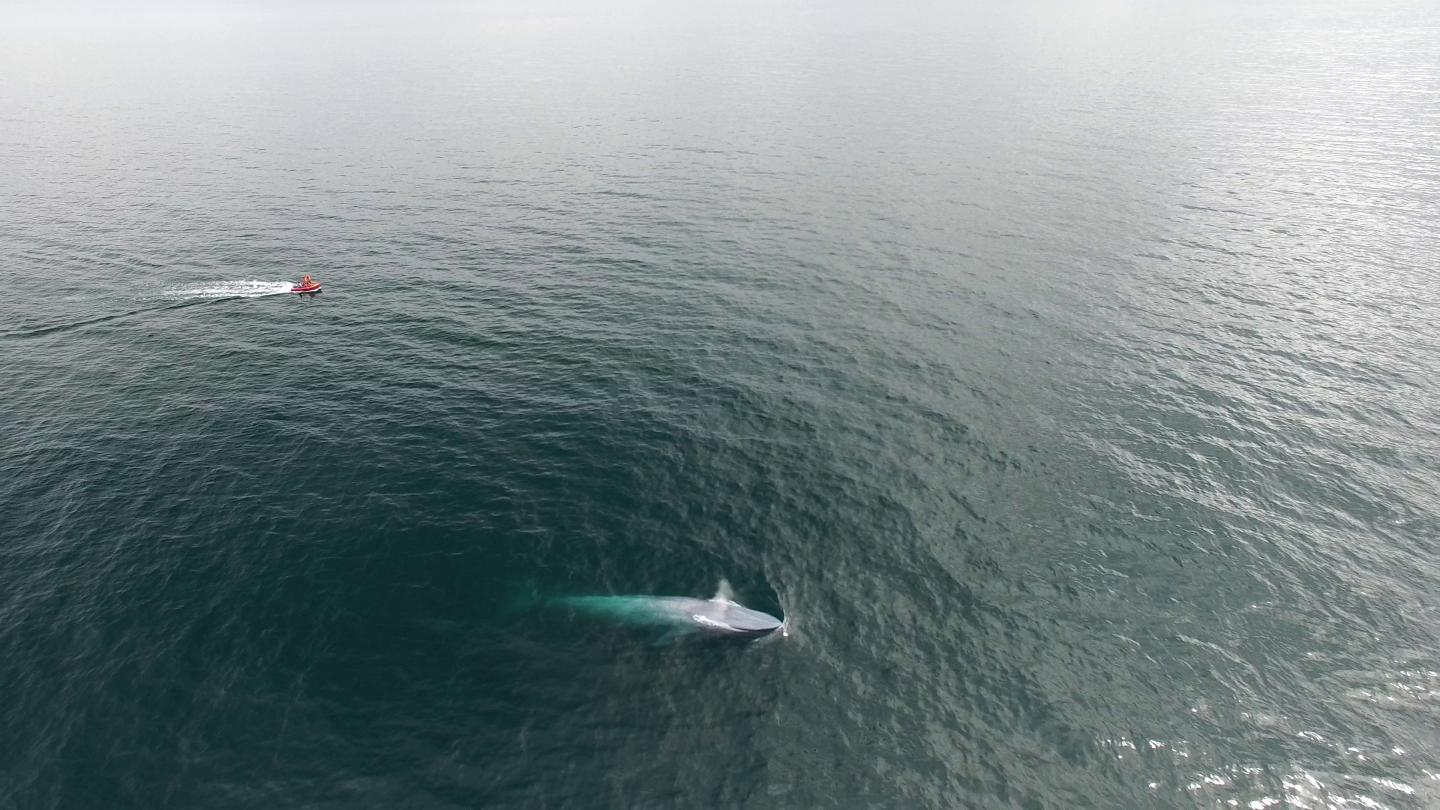 Aerial Blue Whale and Boat