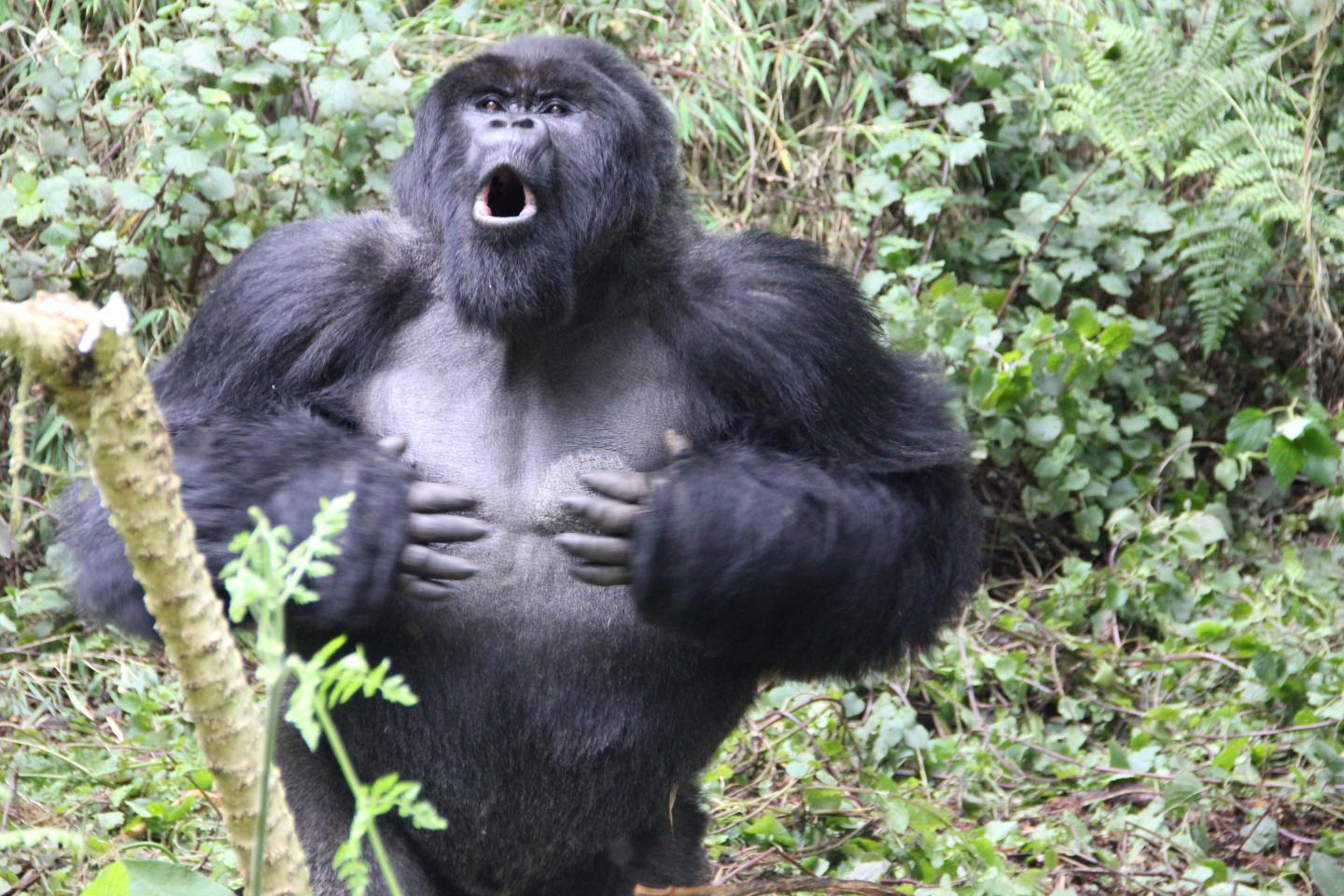 Silverback display