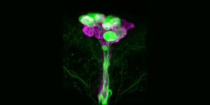 Insulin-producing Cells of Drosophila