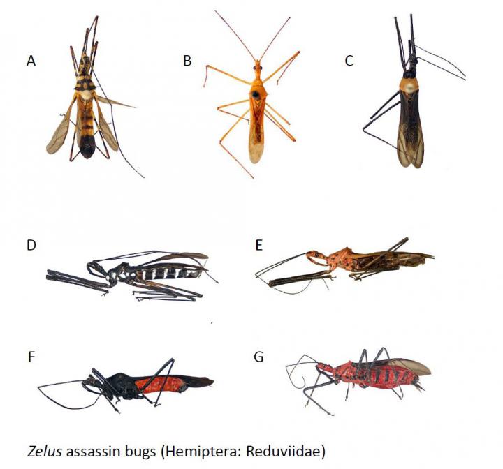 Both Newly and Previously Described Assassin Bug Species of the Genus Zelus