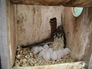 Female American Kestrel with brood.