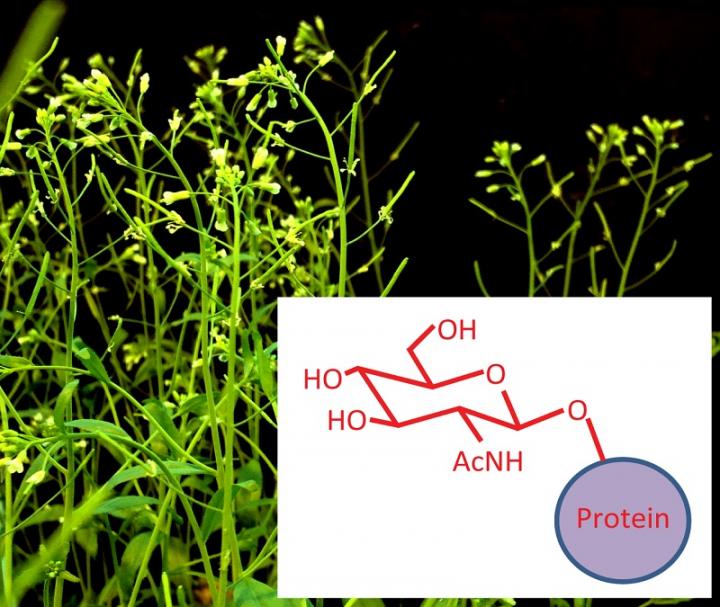 Plant regulatory proteins 'tagged' with sugar EurekAlert!