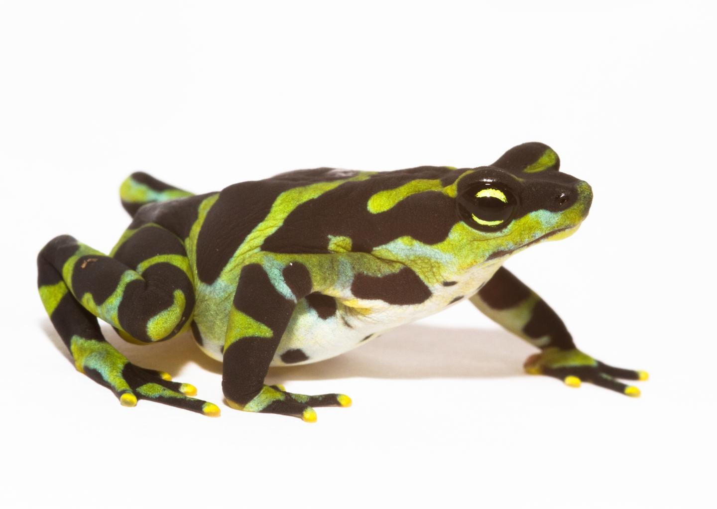<i>Atelopus limosus</i>