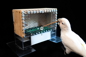 Golfing Cockatoo