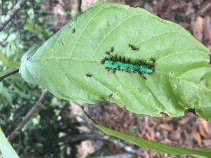 Measurement of biological pest control agents with the help of “dummy” caterpillar to monitor insect bite marks