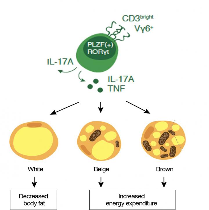 The Signals that Tell Our Bodies How to Work with Fat