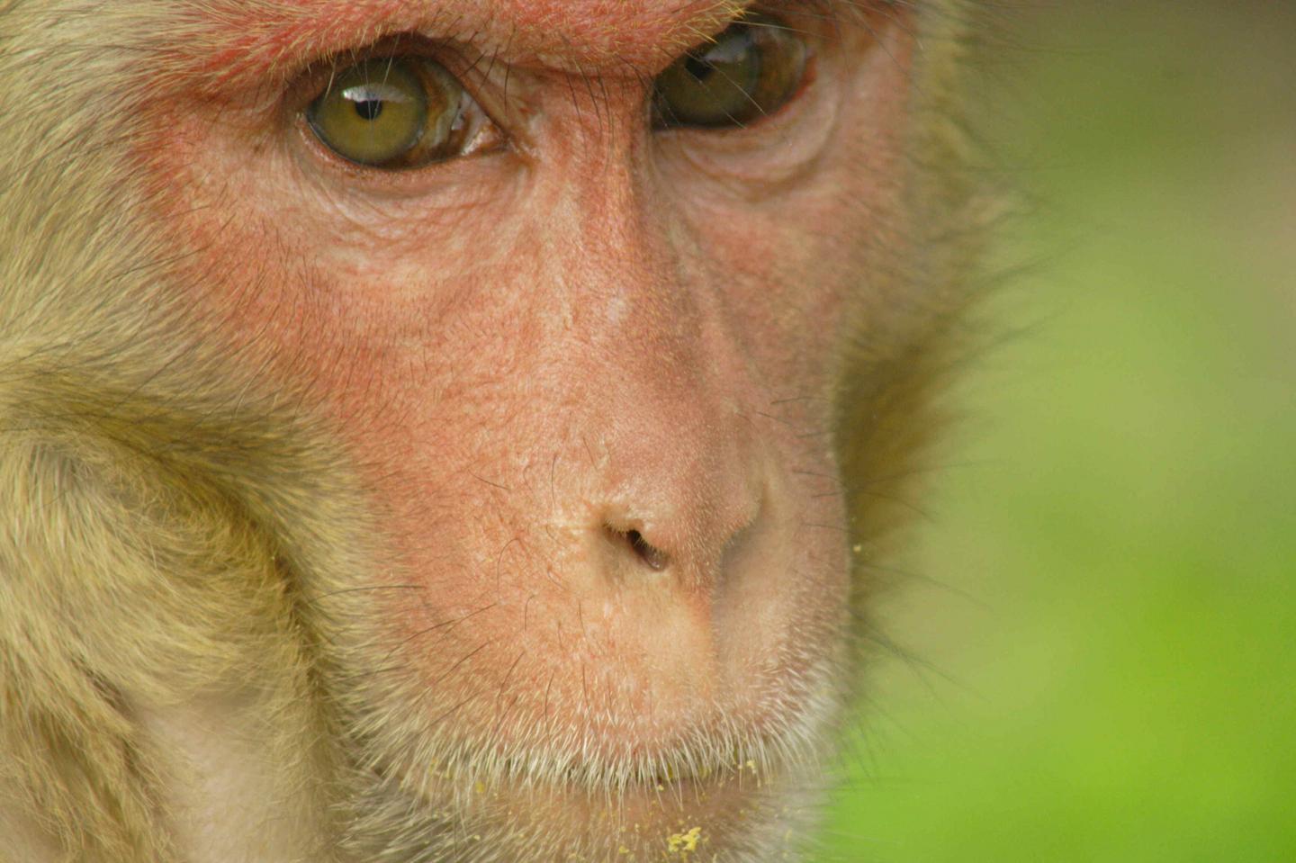 Upward Mobility Boosts Immunity in Monkeys