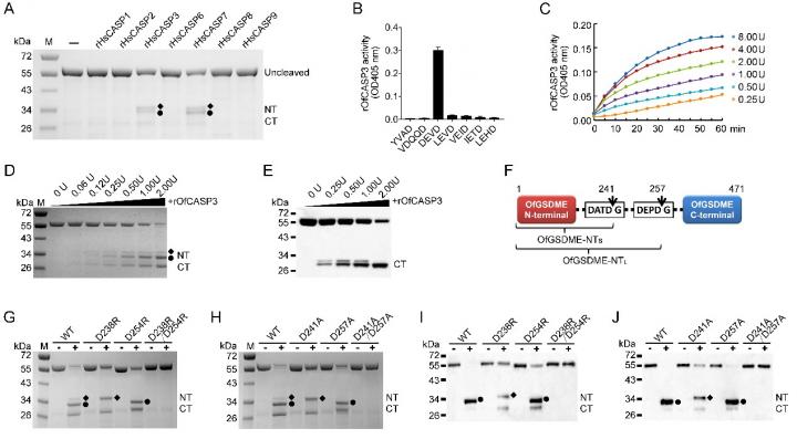 Cleavage of GSDME by Caspase 3