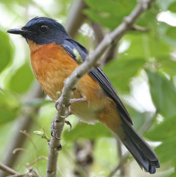 Collection of New Bird Species Discovered on Small Wallacean Islands (8 of 8)