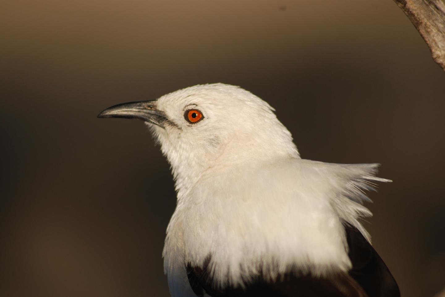 Southern Pied Babblers (1 of 2)