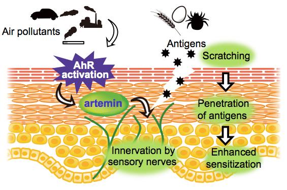 Why Air Pollutants Make Some People Vulnerable to Atopic Dermatitis