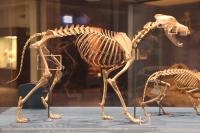 Skeletons of Modern Dog and Cat