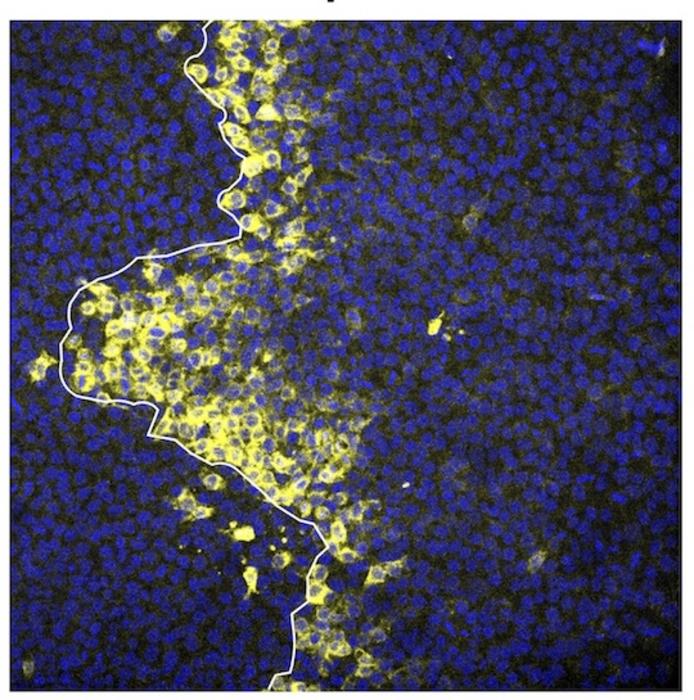 Rice’s Aryeh Warmflash awarded $1.6M NIH grant for research on early human development