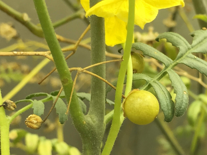 Solanum Lycopersicoides