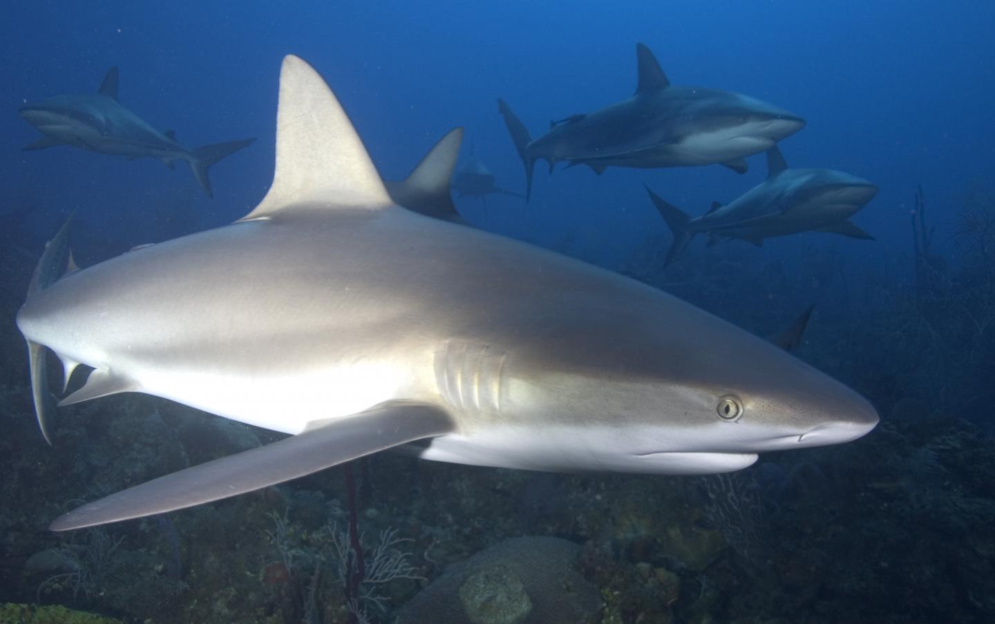 Predatory fish depletion and recovery potential on Caribbean reefs (1 of 11)