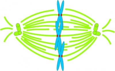 Cartoon of Chromosomes on Mitotic Spindle