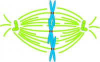 Cartoon of Chromosomes on Mitotic Spindle
