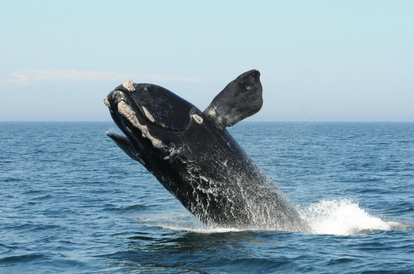 North Atlantic Right Whale Breach