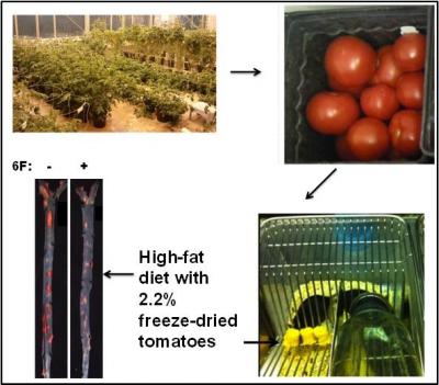 Study with Genetically Engineered Tomatoes