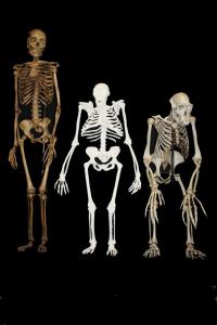 <i>H. sapiens</i>, <i>Au. Sediba</i> and Male Chimpanzee