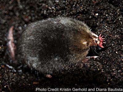 Star Nosed Mole (1 of 2)