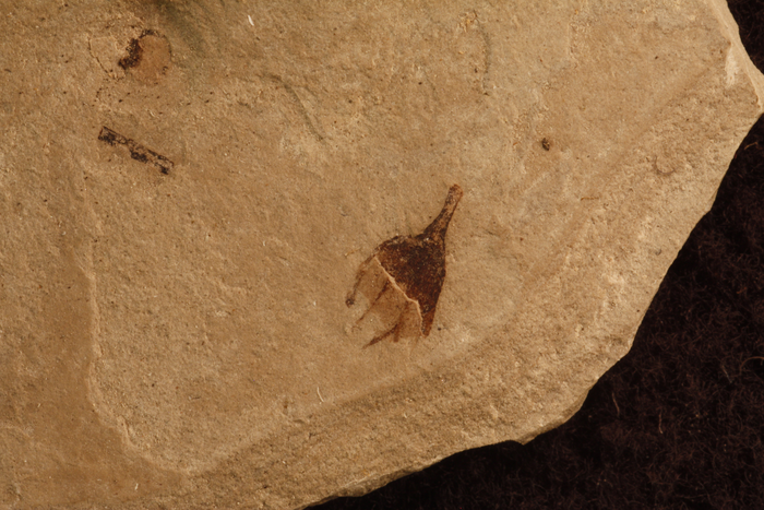 Fossil chili pepper