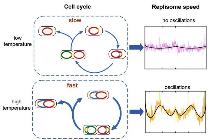 Growth rate affects replisome speed