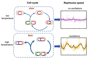 Growth rate affects replisome speed