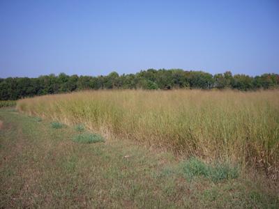 Energy crops