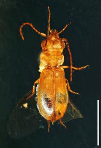 Dorsal View of Ancient Beetle