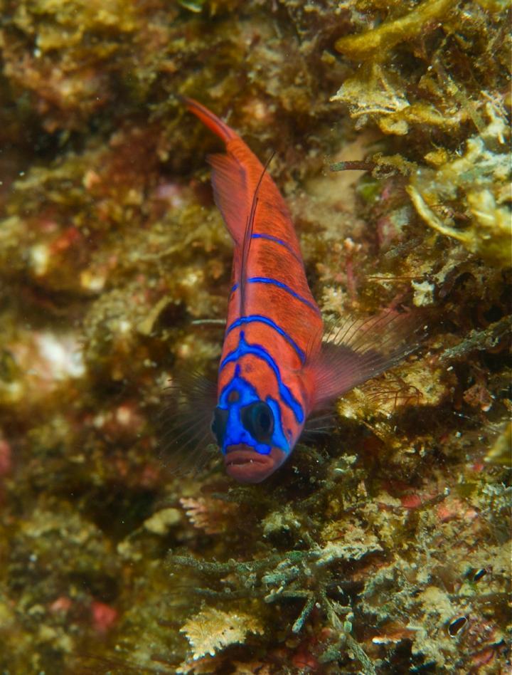 Bluebanded Goby