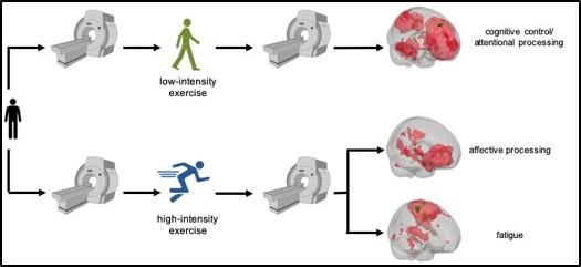 After Low-Intensity Exercise