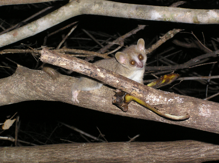 Mouse lemur in Madagascar