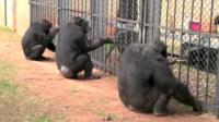 Chimpanzee Cooperation (2 of 2)