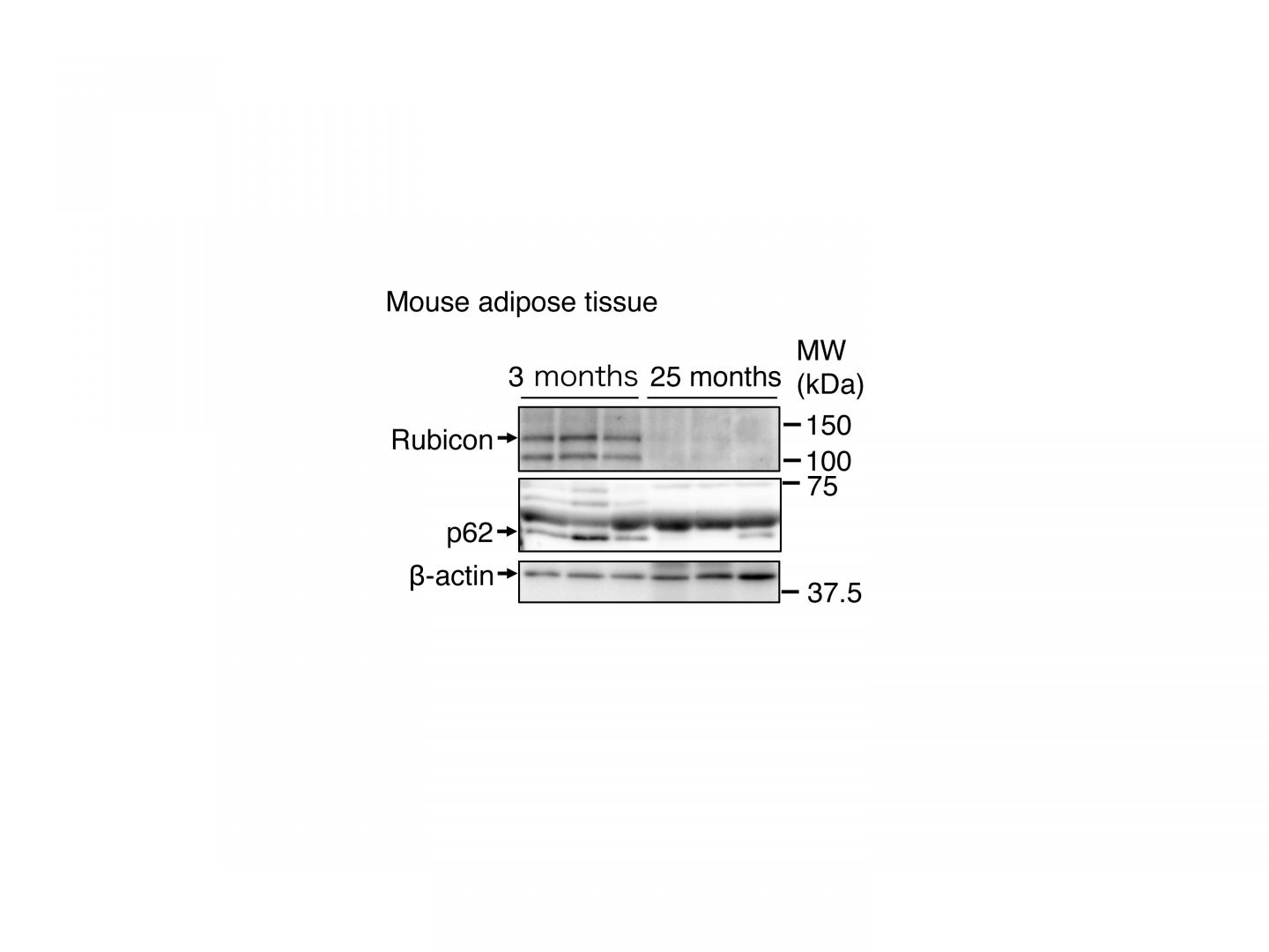 Rubicon Levels in Mouse Adipose Tissue Decrease with Age