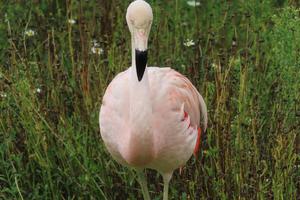 Chilean flamingo