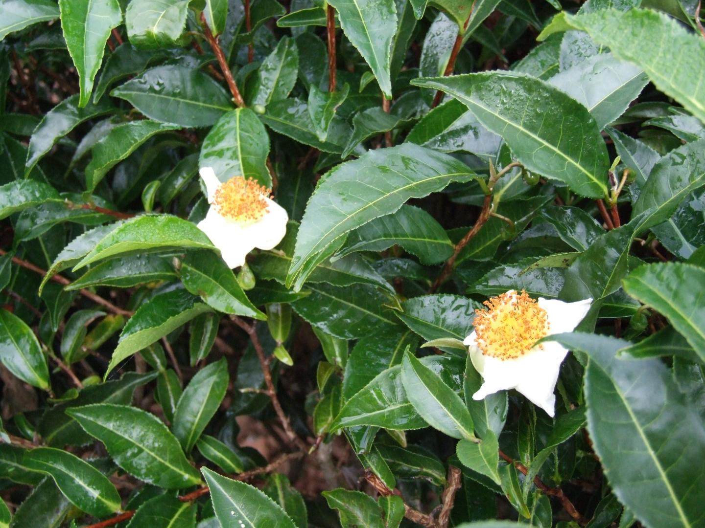 <i>Camellia sinensis</i>