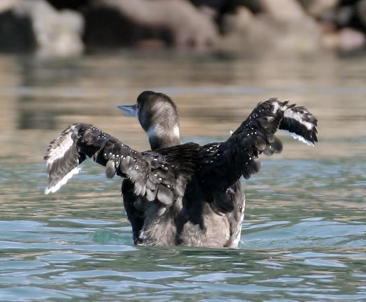 Molting Common Loon
