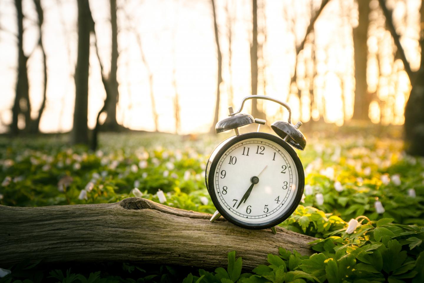 Plant clock could be the key to producing more food for the world